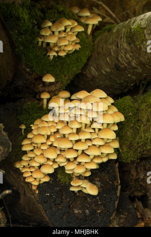 Schwefel Büschel Hypholoma fasciculare; Cornwall, UK Stockfoto