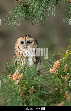 Waldkauz; Strix aluco Single in Pine Tree Cornwall, UK Stockfoto