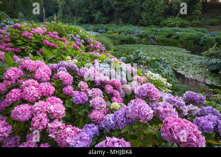 Trebah Garten; Blüte im Sommer; Cornwall, UK Stockfoto