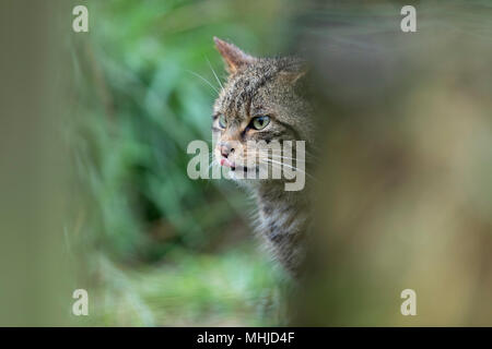 Wildkatze, Felis silvestris Single; Lecken Lippe UK Stockfoto