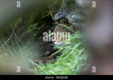 Wildkatze, Felis silvestris Single unter Anmelden UK Stockfoto