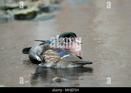 Holz Duck; Aix sponsa Paar; Weiblicher Putzen Lancashire, Großbritannien Stockfoto