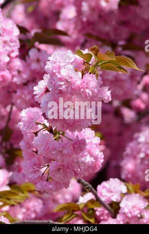 Große Cluster der japanischen Kirschbäume im Vordergrund und Full Frame von sacura Blumen im Hintergrund, Blumen Frühling Hintergrund, vertikale Ausrichtung Stockfoto