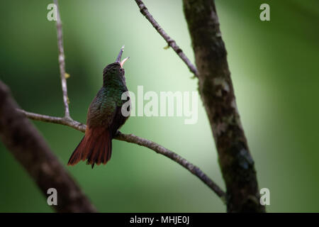 Ein junger Kolibri (Amazilia tzacatl) wartet auf Nahrung. Es ist schwer für die Eltern, denn ihre eigene Energie reicht nur bis zu 20 Minuten. Außerdem müssen sie die Jugendlichen Kinder ernähren. Stockfoto