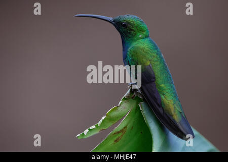 Ein sitzender Grünreiher Mango (Anthracothorax prevostii) . Stockfoto