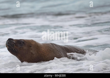 Patagonia sea lion portrait Dichtung am Strand Stockfoto