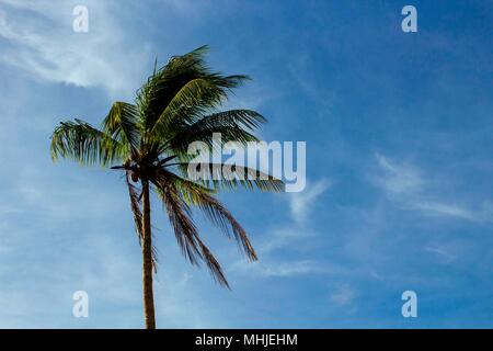 Eine einzige Palme mit einem blauen Himmel und ein paar Wolken im Südpazifik Stockfoto