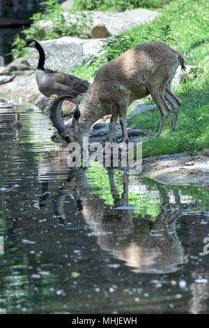 Afrikanische ibex lange Horn Schafe Steinbock auf dem Gras Stockfoto