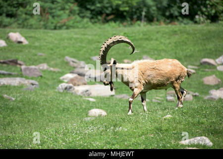 Afrikanische ibex lange Horn Schafe Steinbock auf dem Gras Stockfoto