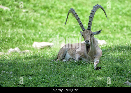 Afrikanische ibex lange Horn Schafe Steinbock auf dem Gras Stockfoto