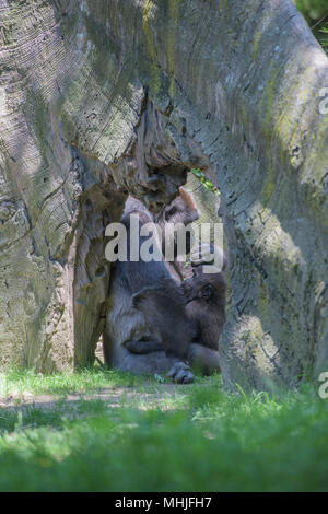 Baby gorilla Schlafen auf Mutter arm Stockfoto