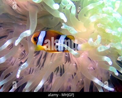 Clark (clarckii Anemonenfischen Amphiprion) oder clown Fisch in der Anemone in den Pazifischen Ozean. Stockfoto