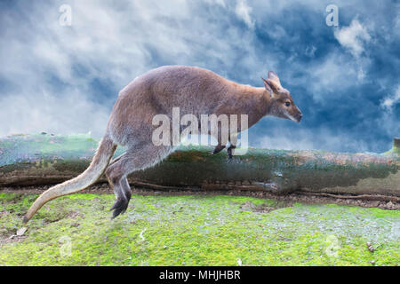 Kangaroo während in der Nähe springen Portrait Stockfoto