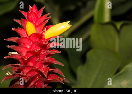 Spirale Ingwer (costus Barbatus) Stockfoto