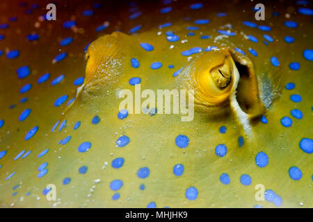 Blue Spotted ray Close up Augen Detail in Sipadan, Borneo, Malaysia Stockfoto