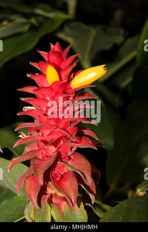 Spirale Ingwer (costus Barbatus) Stockfoto