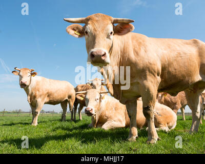 Blonde d'Aquitaine Kühe auf der grünen Wiese Wiese unter blauem Himmel Stockfoto