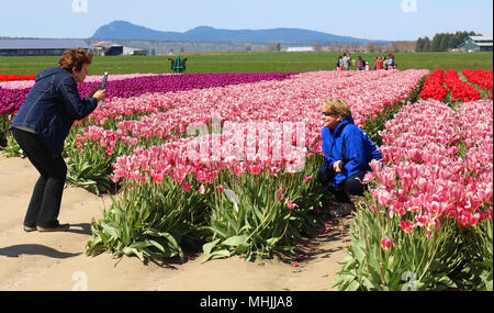 Frau posiert im Bereich ot Tulpen, während ihr Freund ihr Bild am Skagit Valley Tulip Festival in Mount Vernon, Washington, USA. Stockfoto