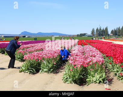 Frau posiert im Bereich ot Tulpen, während ihr Freund ihr Bild am Skagit Valley Tulip Festival in Mount Vernon, Washington, USA. Stockfoto