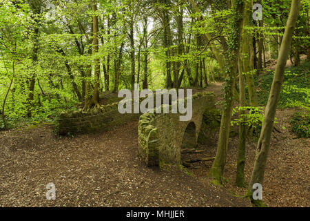 Woodland auf Gericht Hügel in Clevedon im Frühjahr. North Somerset, England. Stockfoto