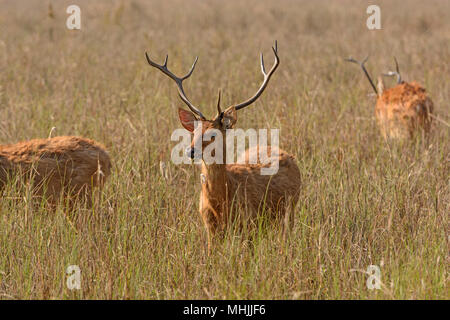 Spotted Deer im Grasland auf Kanha Nationalpark in Indien Stockfoto