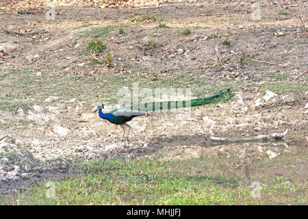 Peacock zeigt die Länge seines Schwanzes in Kanha Nationalpark in Indien Stockfoto