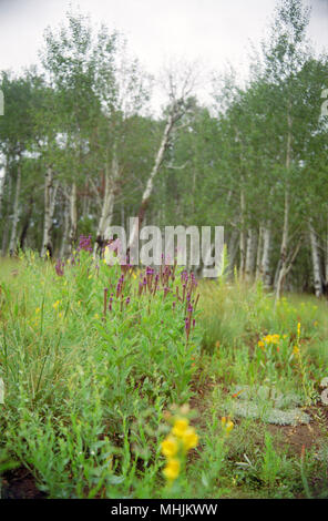 Aspen Bäume wachsen in Colorado und sind einige der größten lebenden Organismen auf der Erde, die aufgrund ihrer verschaltet Wurzelsystem. Stockfoto