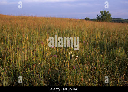 Prärie, Konza Prairie bewahren, Kansas Stockfoto