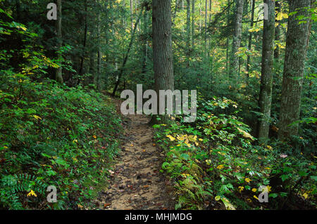 Engel Windows Trail, Red River Gorge Geological Area, Daniel Boone National Forest, Kentucky Stockfoto