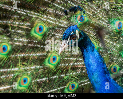 Amerikanische Peacock (indischen Pfauen) hat schöne halmbruch Muster in Federn Stockfoto