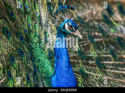 Amerikanische Peacock (indischen Pfauen) hat schöne halmbruch Muster in Federn Stockfoto