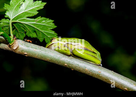 Die amerikanischen grünen Laubfrosch (Hyla cinerea) in einer Konfrontation mit einer Ameise. lllCopy Raum Stockfoto
