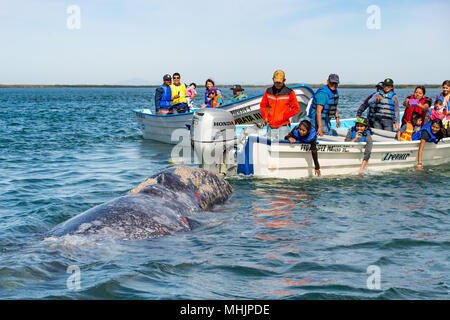 ALFREDO LOPEZ MATEOS - Mexiko - Februar, 5 2015 - Hände beim Streicheln und Berühren eines grauen Wal Mutter und Kalb Ruhestätte für das Melken Stockfoto