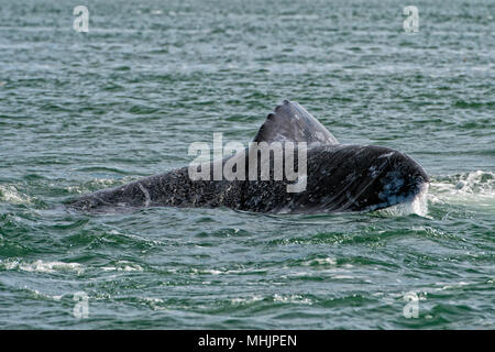 Gray Whale Tail in pazifischen Ozean Stockfoto