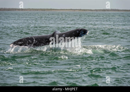 Gray Whale Tail in pazifischen Ozean Stockfoto