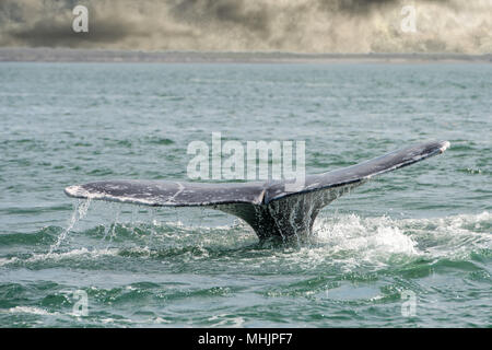 Gray Whale Tail in pazifischen Ozean Stockfoto