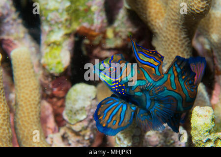 Mandarin Fische auf harten Korallen Hintergrund Stockfoto