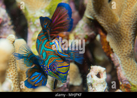 Mandarin Fische auf harten Korallen Hintergrund Stockfoto