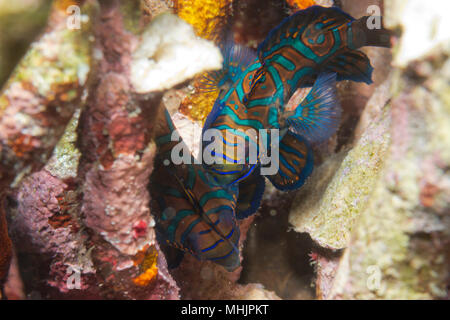 Mandarin Fische auf harten Korallen Hintergrund in Philippinen Stockfoto