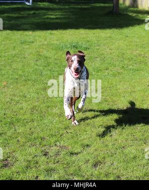 Glücklicher Hund spielen holen im Garten bounding gegenüber Eigentümer Stockfoto