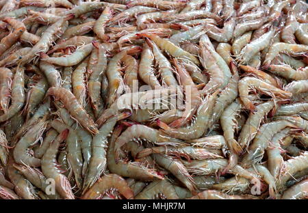 Frisch Garnelen im Verkauf bei der zentralen Fischmarkt, Manama, Königreich Bahrain gefangen Stockfoto