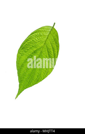 Eine einzige grüne Hartriegel Blatt von einer reinen weißen Hintergrund Stockfoto