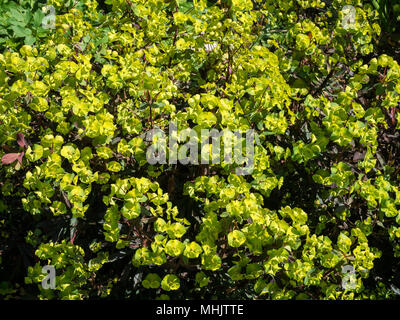 Ein vollständiges Bild von den hellgrünen Blüten (Deckblätter) von Euphorbia amygdaloides 'Purpurea' Stockfoto