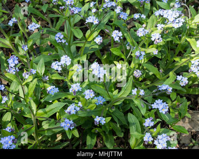 Ein frame Füllung Bild des hellblauen Blumen und grüne Laub der Vergiss Mich Nicht, Myosotis sylvatica Stockfoto