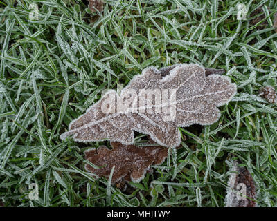 Ein Frost bedeckt braune Eiche Blatt liegend auf frosted Gras zeigen kleine Eiskristalle entlang den Kanten Stockfoto