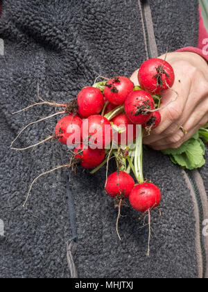 Ein Bündel von frisch geernteten Radieschen Scarlet Kugel in der Hand gehalten wird Stockfoto