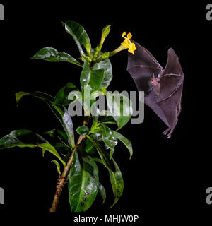 Pallas-tongued Glossophaga soricina, Bat - Neue Welt leaf-gerochene bat Fütterung Nektar auf der Blume in Nacht, Mittelamerika Wälder, Costa Rica. Stockfoto