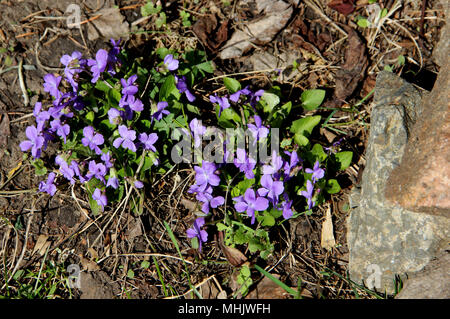 Einige blaue Veilchen und grünes Gras auf den Steinen wachsen trotz allem Stockfoto