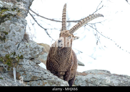 Steinbock Steinbock lange Horn Schafe auf den Felsen in den italienischen Dolomiten Stockfoto