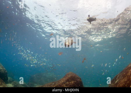 Taucher nähert sich sea lion Family unterwasser Spaß und Spiel zu haben Stockfoto